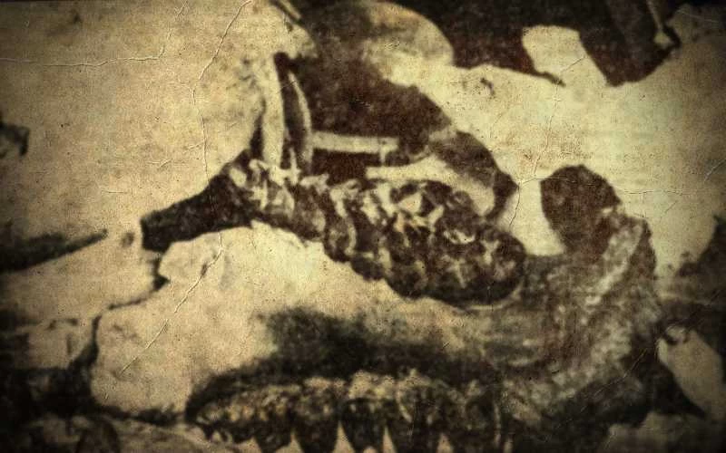 Νεκροταφείο προϊστορικών ζώων στο Πικέρμι (Μέρος Β)…